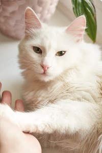 cute white cat